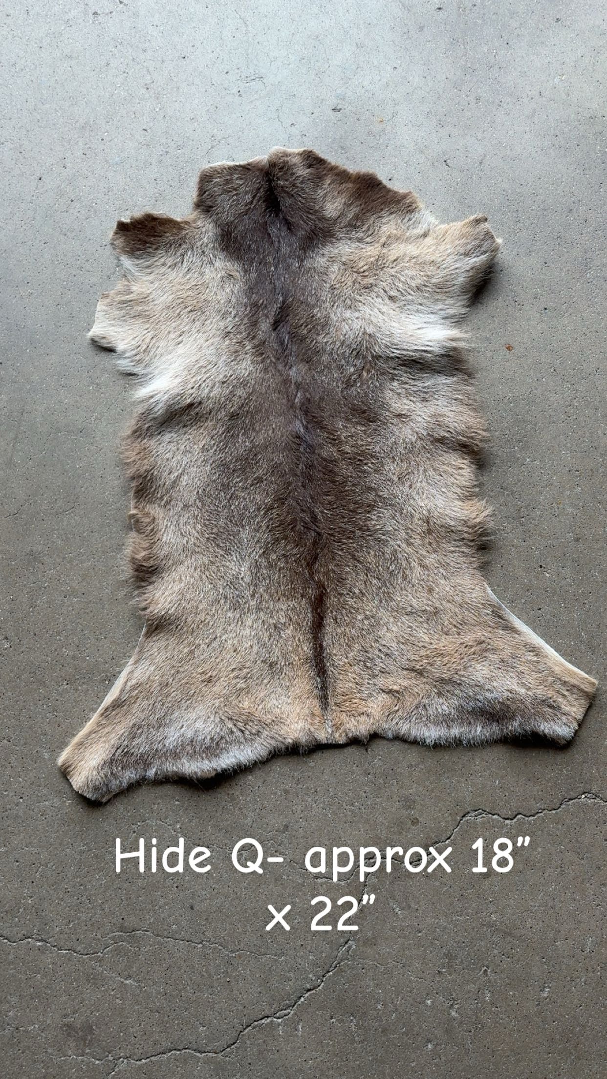 Goat Hide Q
