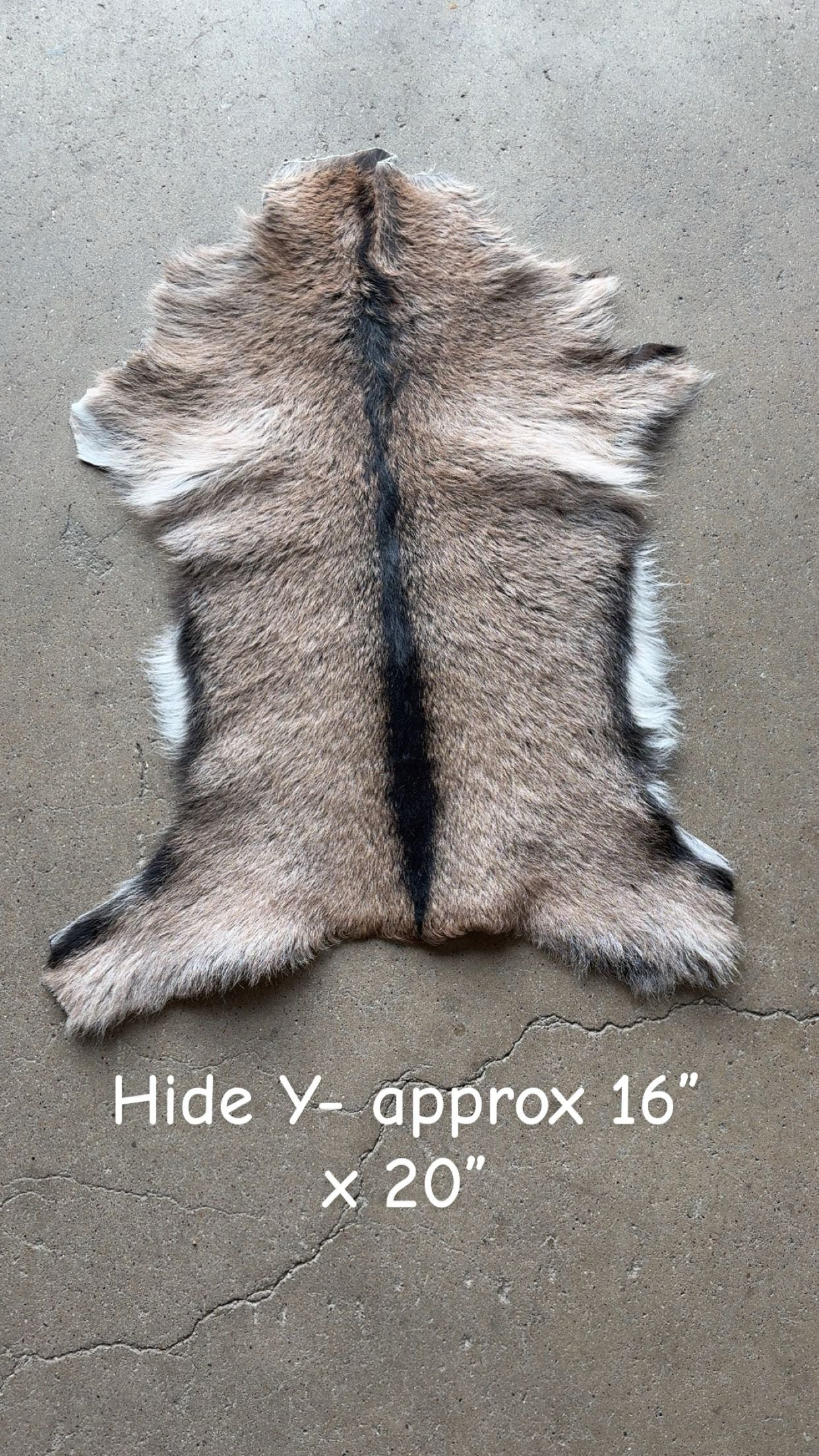 Goat Hide Y