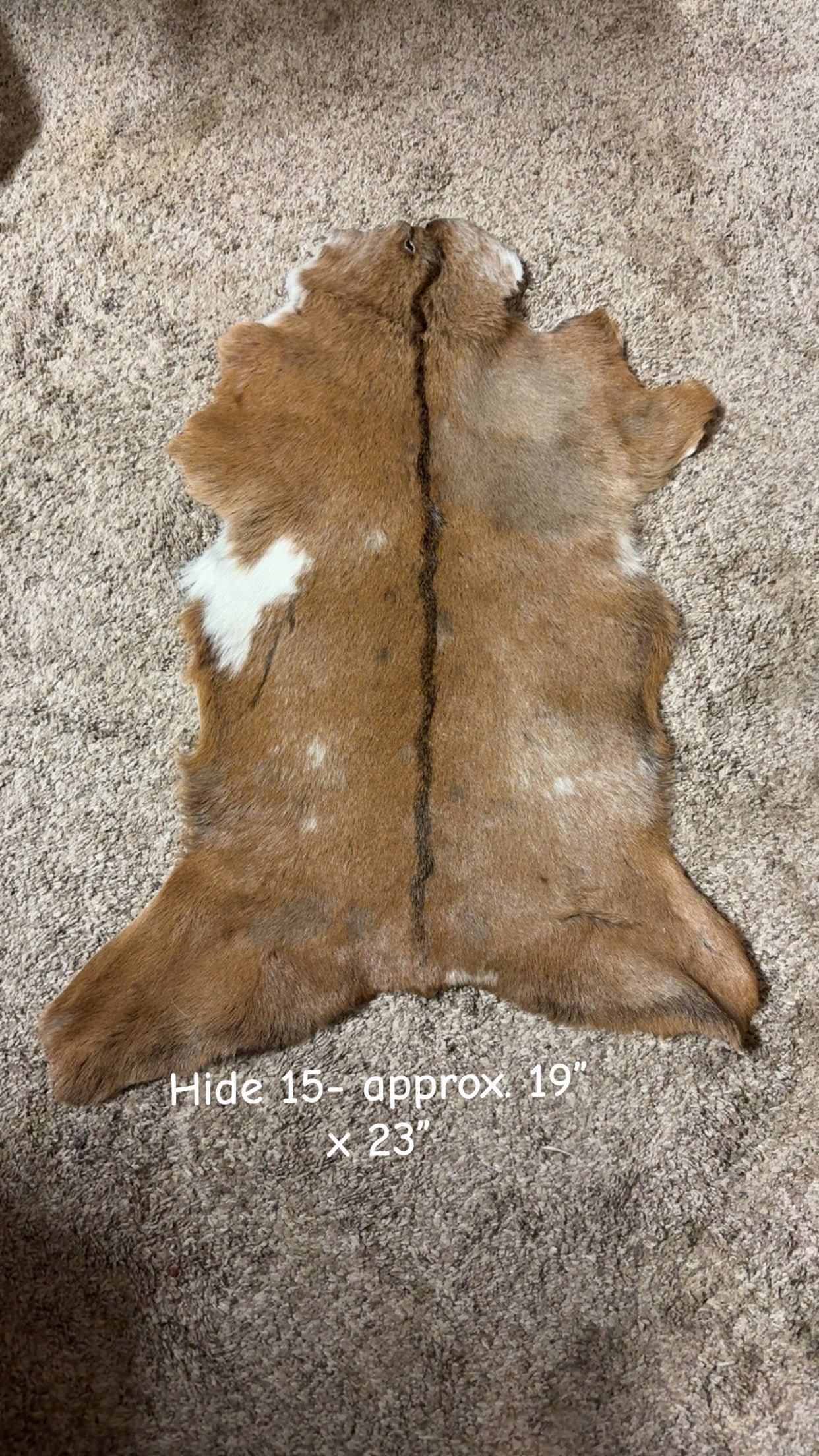 Goat Hide 15