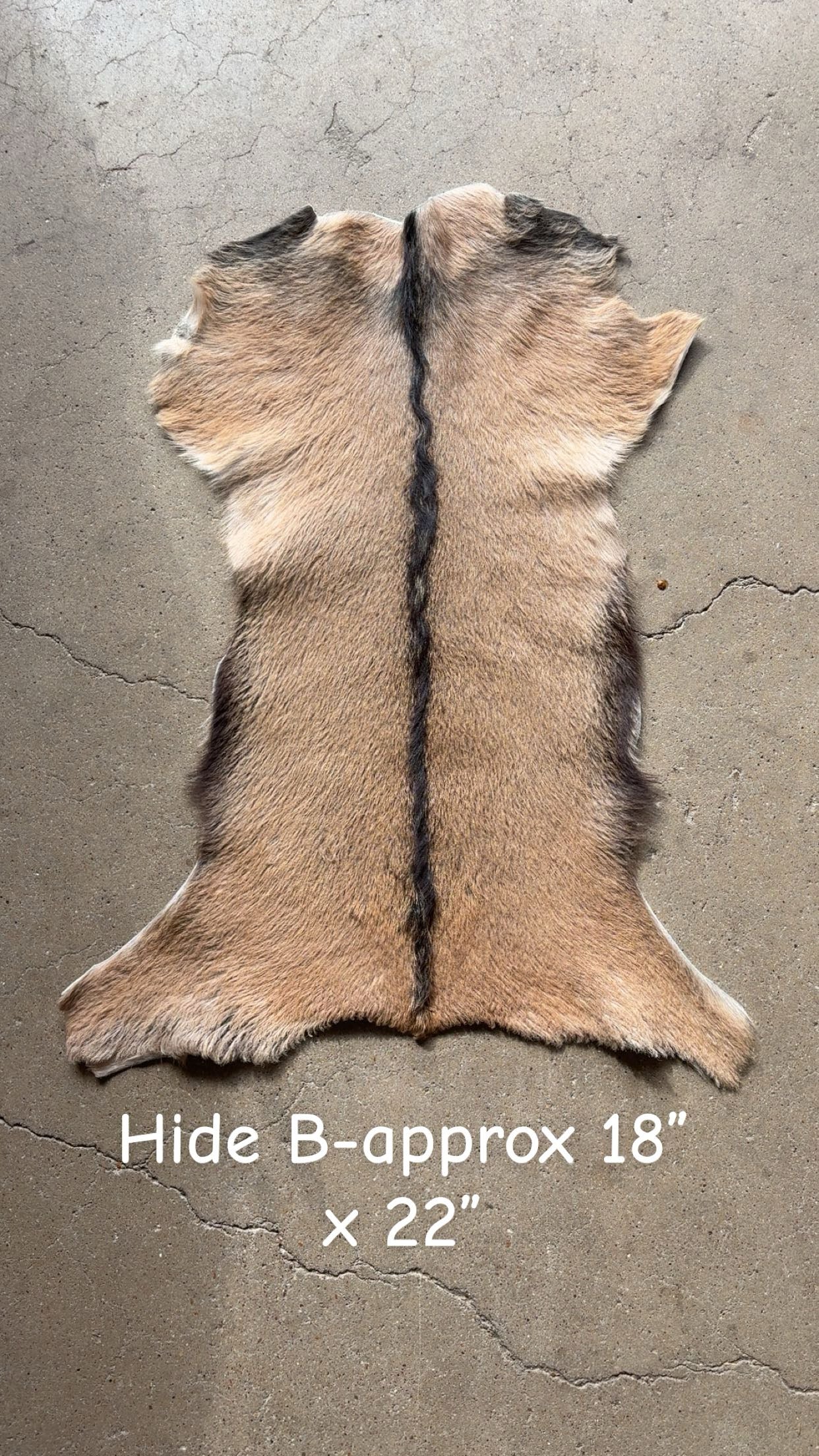 Goat Hide B