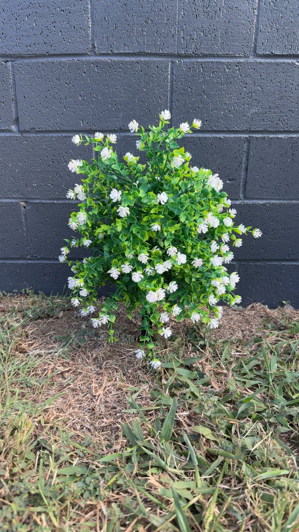 White Flower Bunch on Stake