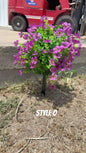 Flower Style O